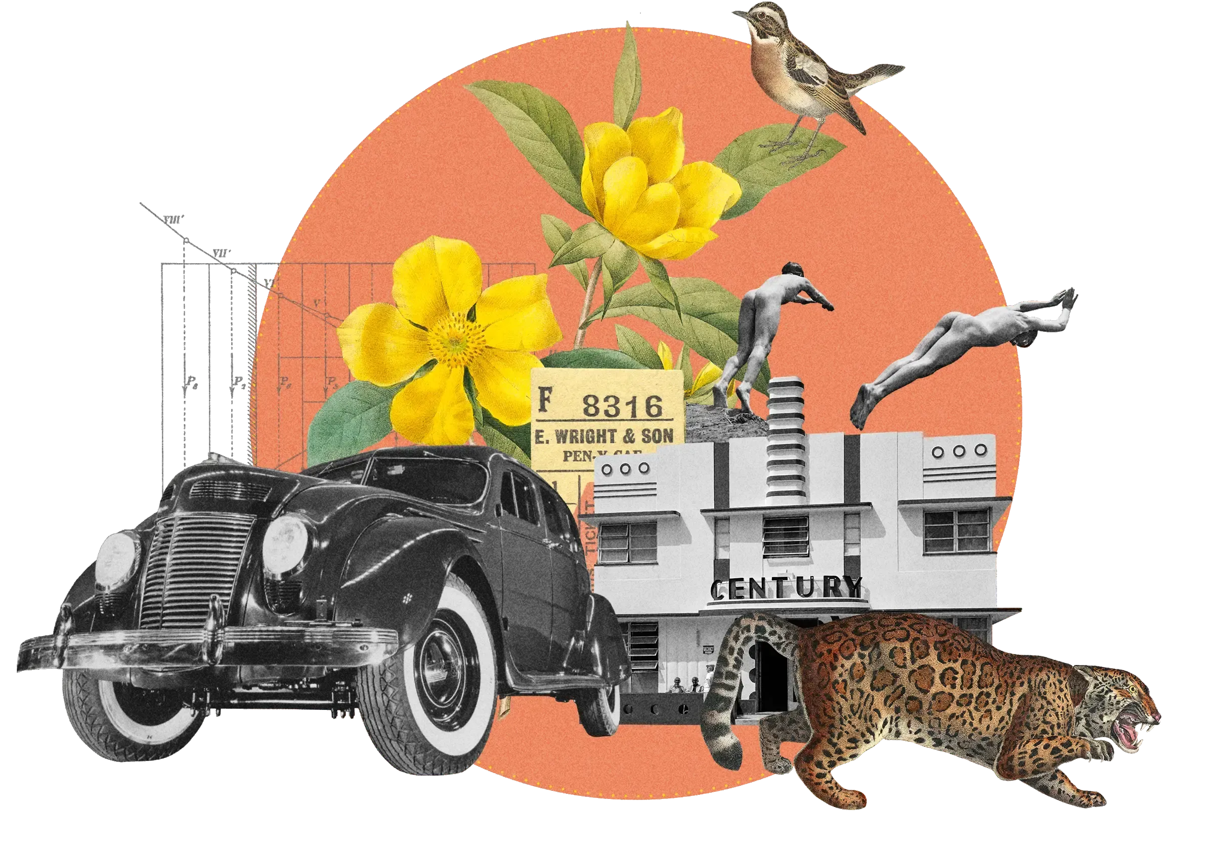 Collage: Vintage car, Art Deco building labeled 'Century', diving figures, yellow flowers, prowling jaguar, sparrow, on orange circle